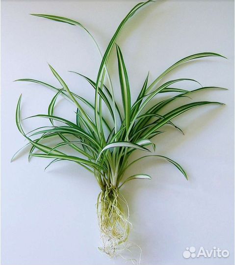 Хлорофитум