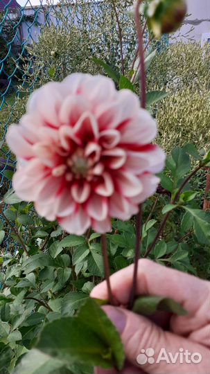 Георгины клубни