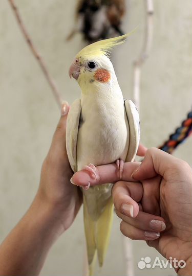 Попугай Корелла и какарики