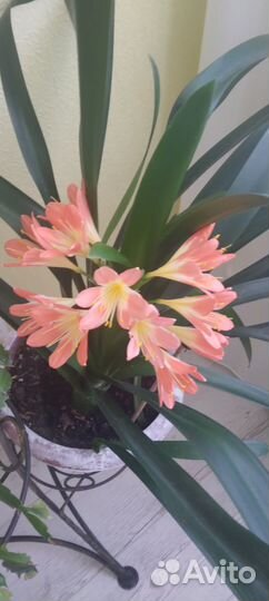 Продаю отростки