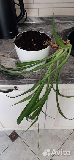 Хлорофитум (цветы белые)