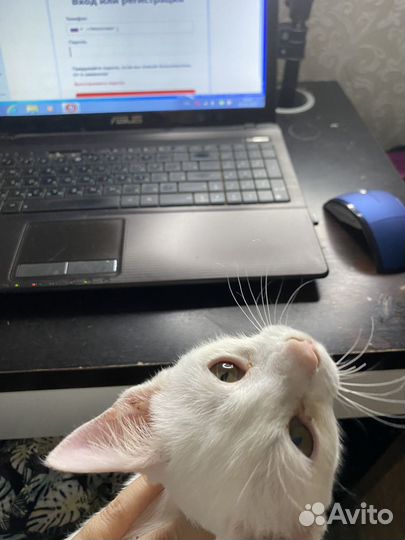 Передержка для животных