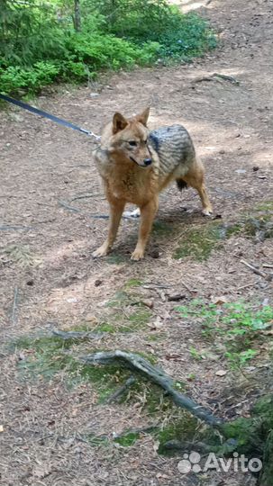 Метис шакала