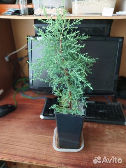 Саженцы для дачи