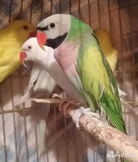 Попугай корелла и др