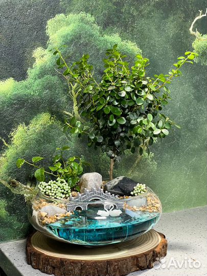 Флорариум бонсай мирсина мост дерево подарок букет