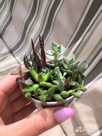 Садик из суккулентов