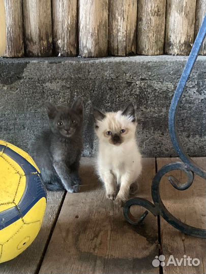 Котята в добрые руки