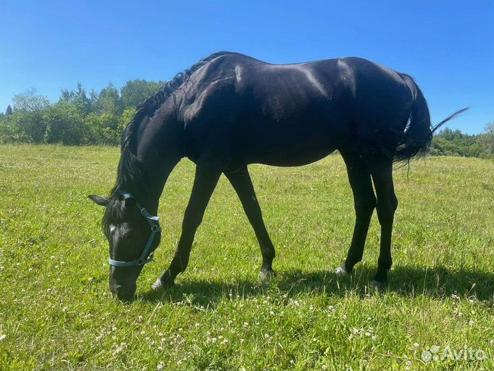 Продам жеребца