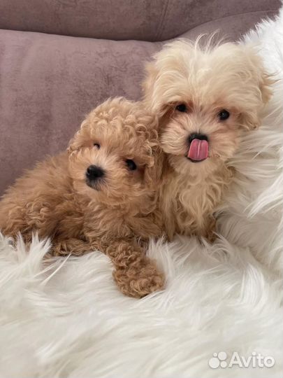 Мальтипу - мини