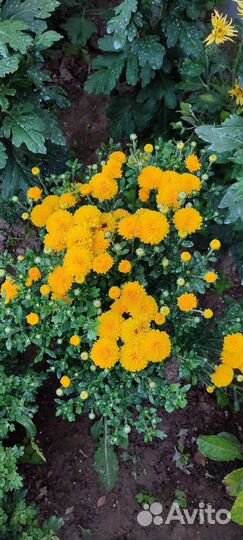 Хризантема-мультифлора