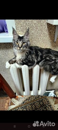 Кошка мейкун