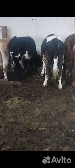 Быки и телки