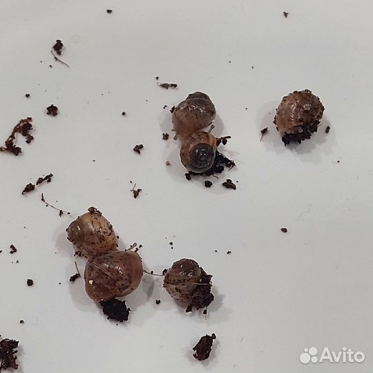 Улитки ахатины бесплатно