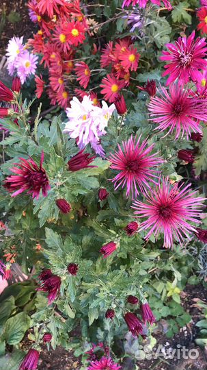 Хризантема Дубки Редкие Сорта