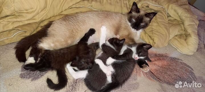 Котята 1 месяц