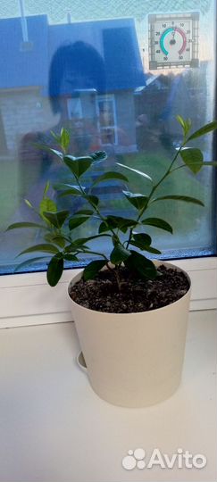 Мандариновое дерево