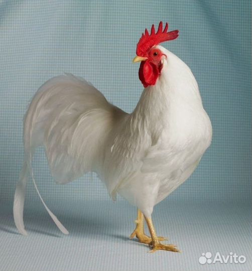 Молодые петухи