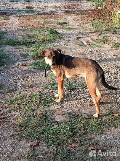 Собака в добрые руки