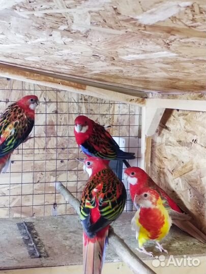 Птенцы розеллы и другие