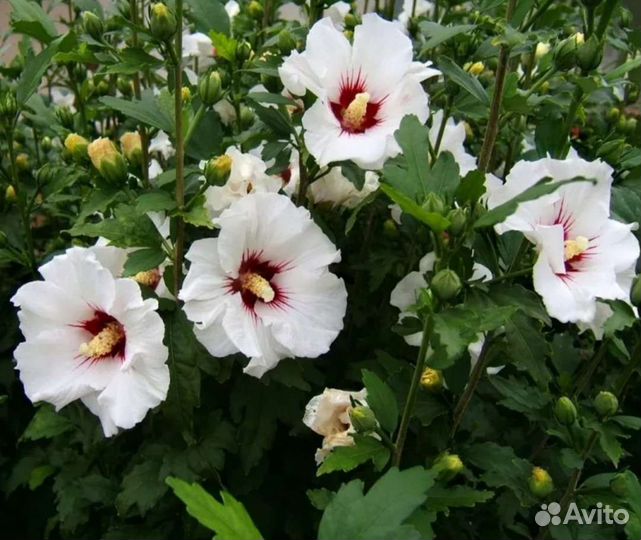 Гибискус древовидный