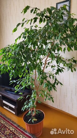 Фикус бенджамина