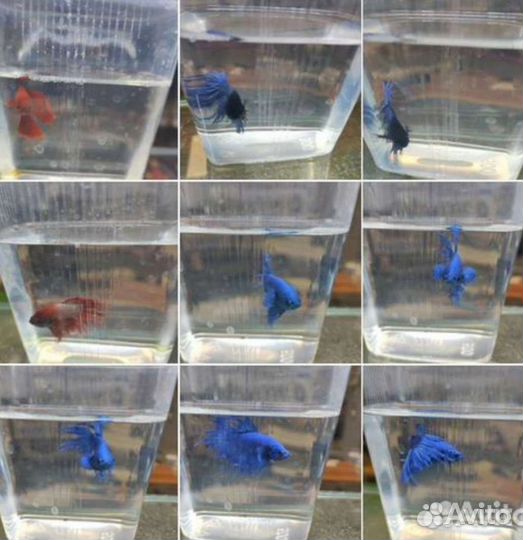 Рыбка петушок