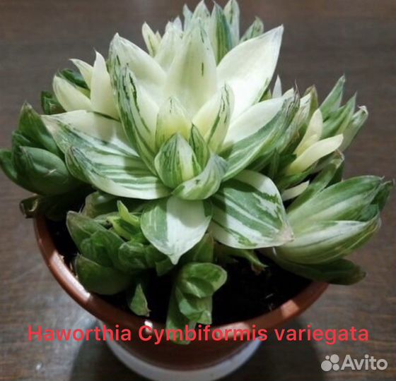 Хавортия вариегатная