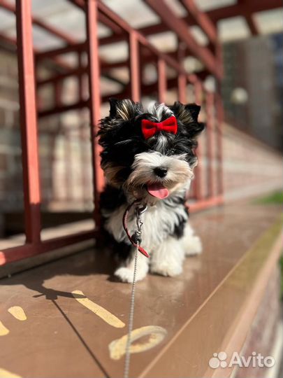 Щенки бивер терьера