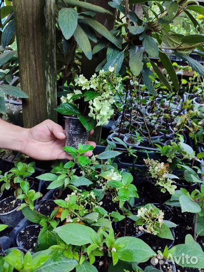 Гортензия метельчатая ванила фрайз