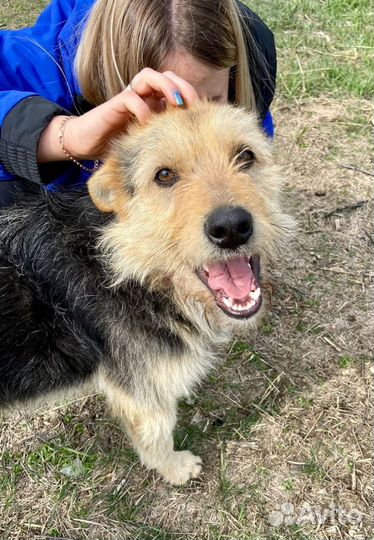 Ищет дом не крупный пёсик Графф