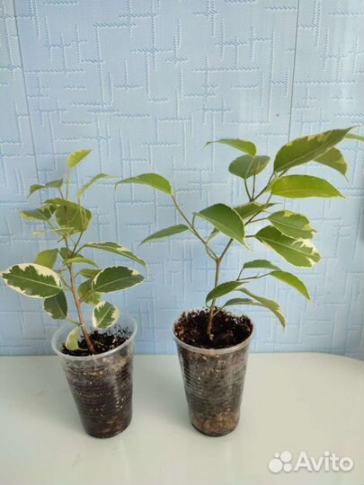 Фикус Голден Кинг