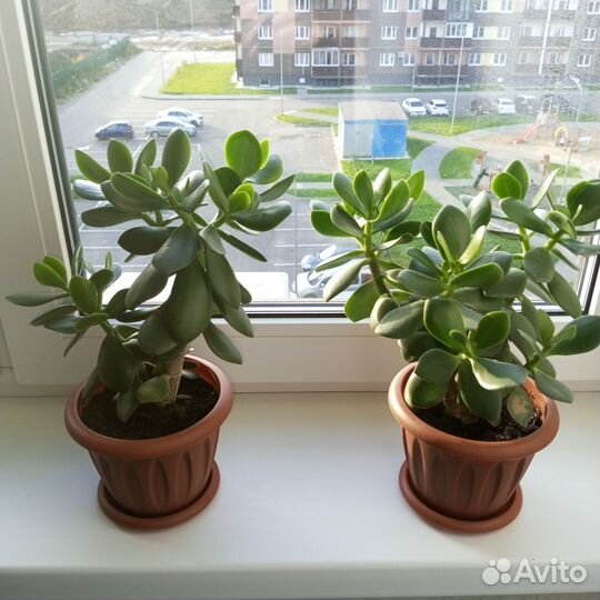 Крассула толстянка