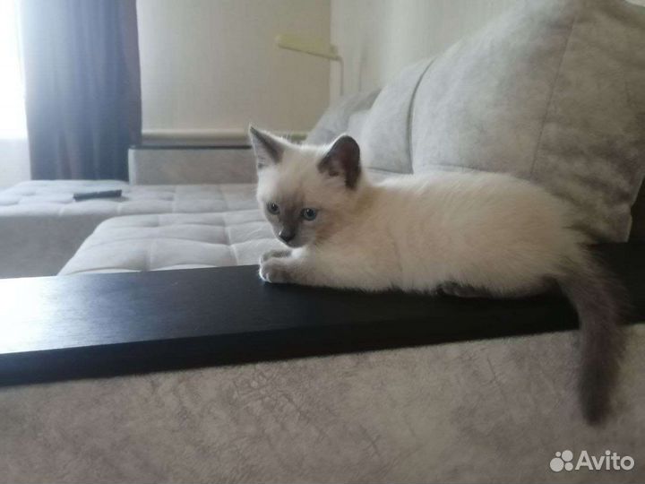 Отдам котенка в добрые руки