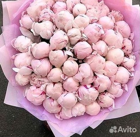Пионы Букеты Цветы Доставка