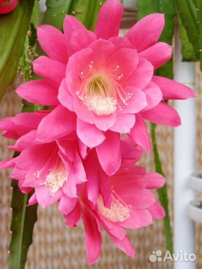 Кактус Эпифиллум, гимнокалициум Хорста