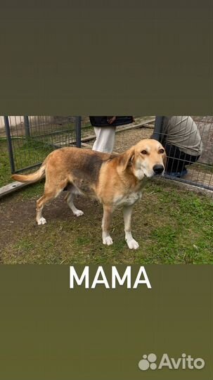 Щенки русской гончей