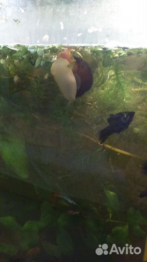 Аквариумные рыбки и растения улитки