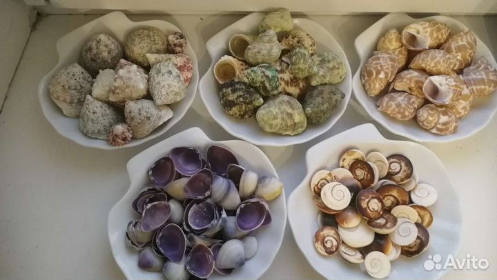 Морские раковины