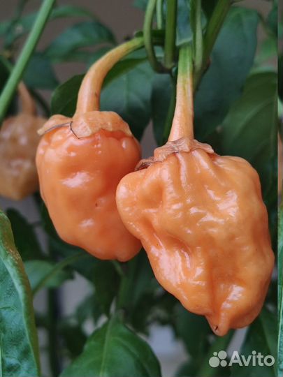 Семена перца супер острый Блидинг Джигсо-5семян