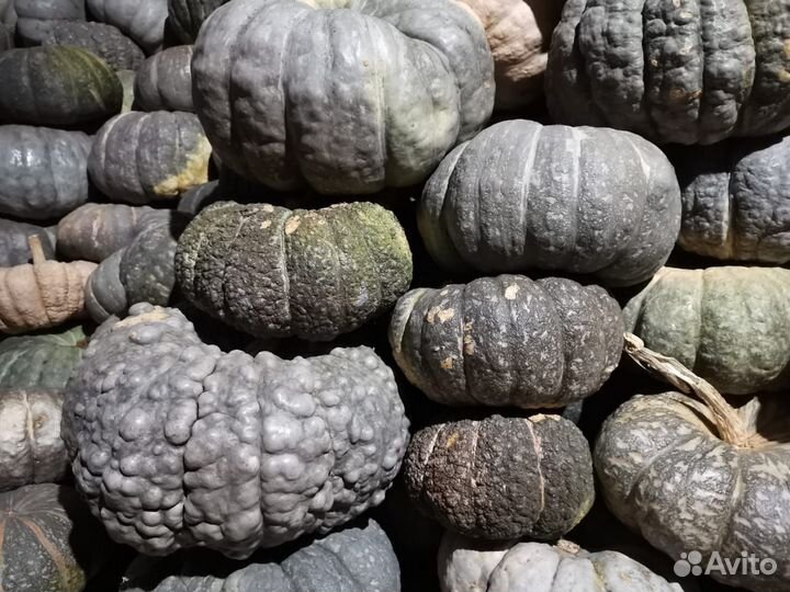 Тыква мраморная