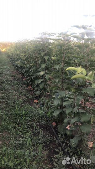 Саженцы плодовых деревьев