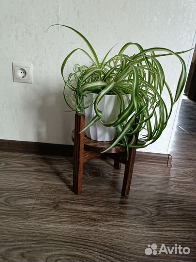 Хлорофитум кудрявый