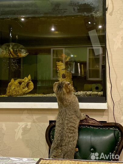 Шотландский кот