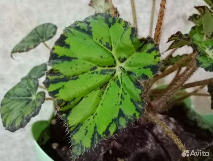 Бегония Бауэра (Тигровая)