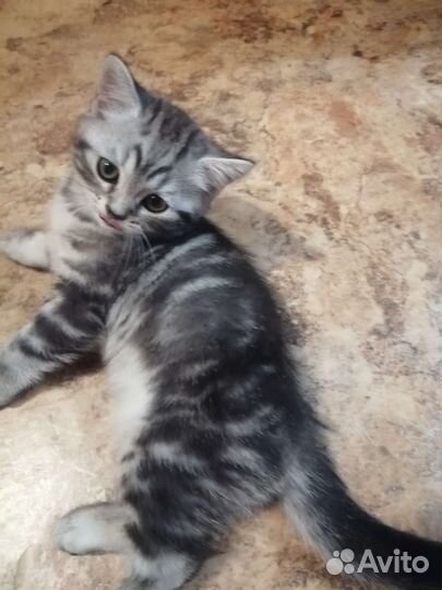 Шотландские котята