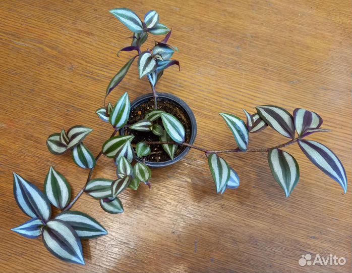 Традесканции Квадриколор,Зебрина,Нанук,Альбовитата