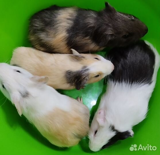 Свинята малыши на подарки мальчики