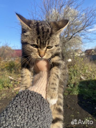 Британские котята