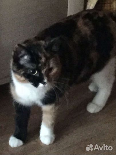 Кошка бесплатно SOS